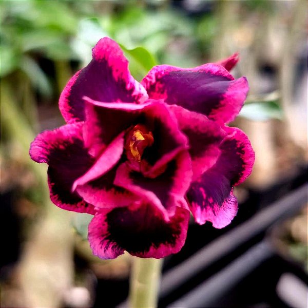 Rosa do Deserto Enxerto Lancaster