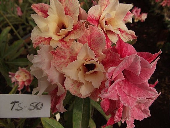 Rosa do Deserto Enxerto TS-50