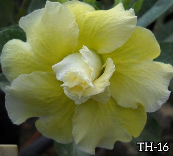 Rosa do Deserto Enxerto TH-16