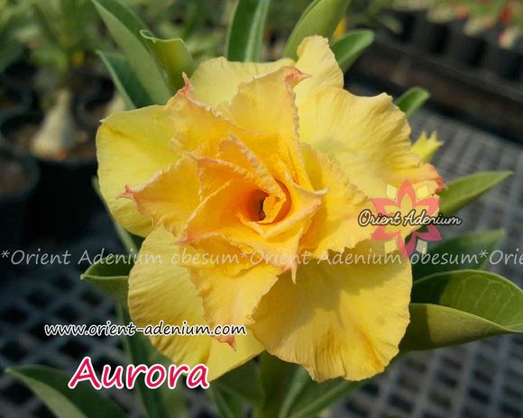 Rosa do Deserto Enxerto Aurora Amarela