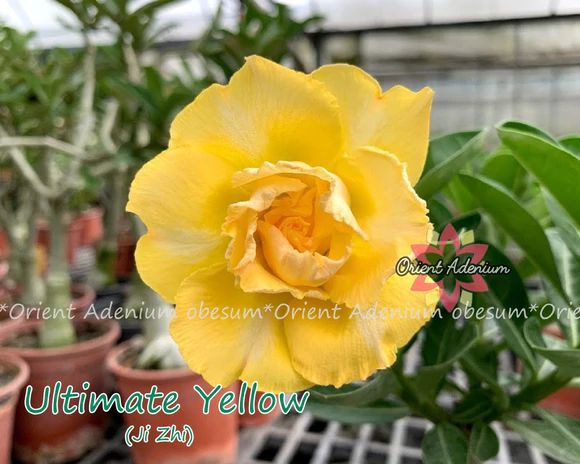 Rosa do Deserto Enxerto Ultimate Yellow