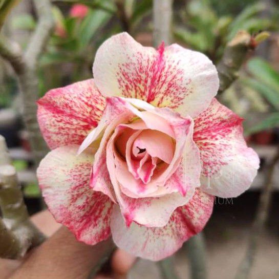 Rosa do Deserto Enxerto Pink Panther