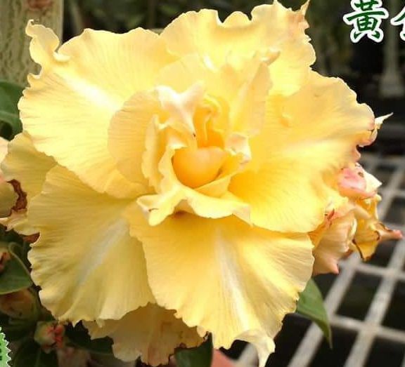 Rosa do Deserto Enxerto Golden Temple RC-517