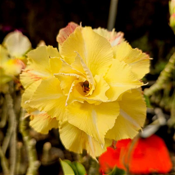 Rosa do Deserto Enxerto Golden Temple RC-517