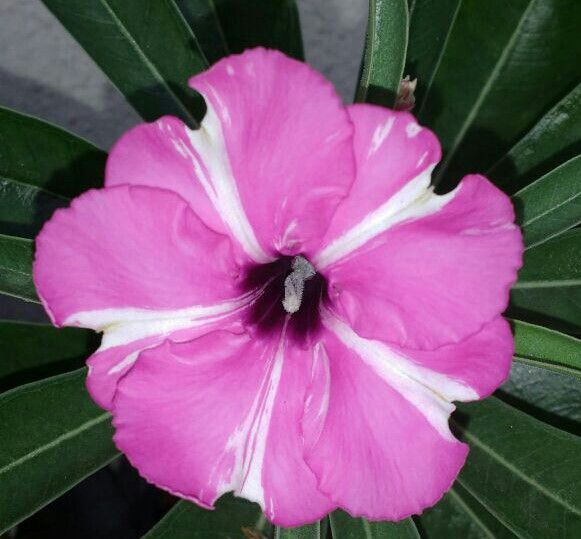Rosa do Deserto Enxerto Purple Medal