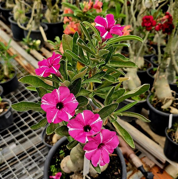 Rosa do Deserto Enxerto Purple Medal