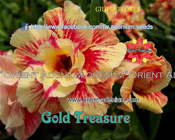 Rosa do Deserto Enxerto Gold Treasure