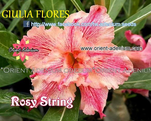 Rosa do Deserto Enxerto Rosy String