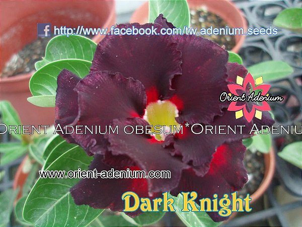 Rosa do Deserto Enxerto Dark Knight