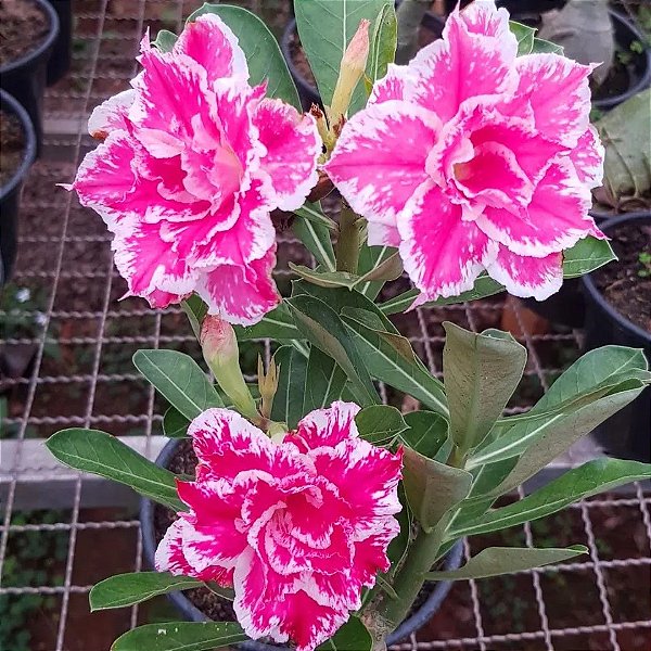 Rosa do Deserto Enxerto TS-122