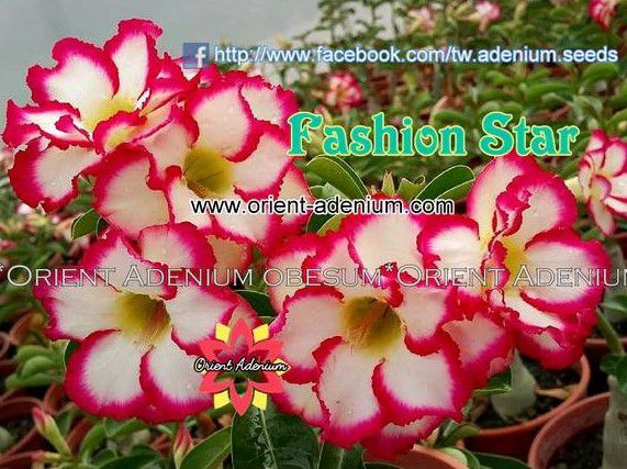 Rosa do Deserto Enxerto Fashion Star