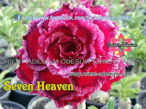 Rosa do Deserto Enxerto Seven Heaven