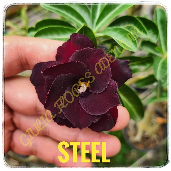 Rosa do Deserto Enxerto Steel