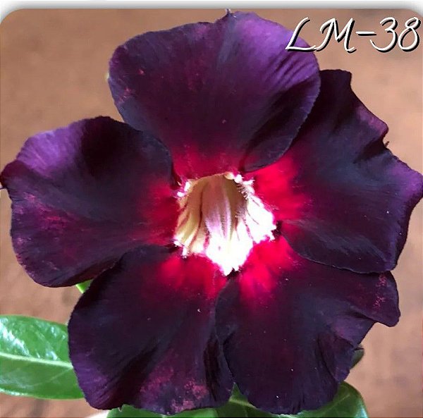 Rosa do Deserto Enxerto LM-38