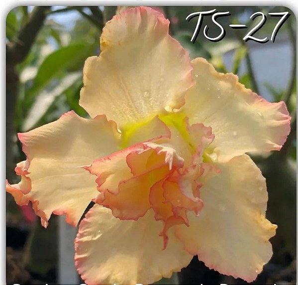 Rosa do Deserto Enxerto TS-27