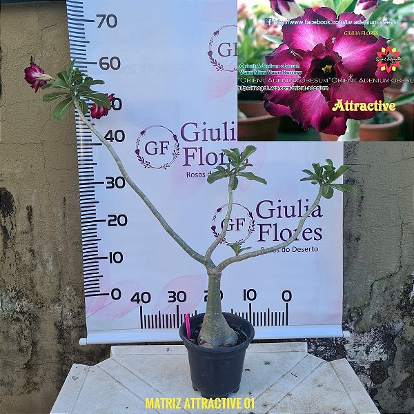Planta Matriz Enxertada Attractive
