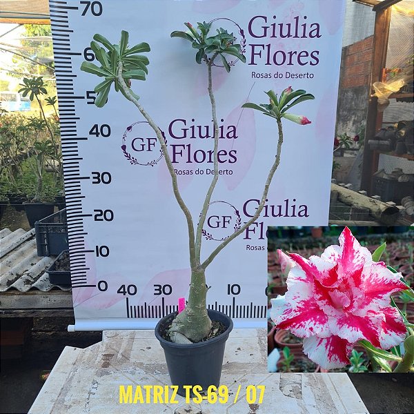 Planta Matriz Enxertada TS-69