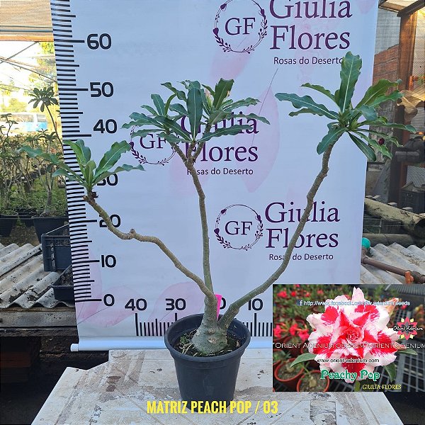 Planta Matriz Enxertada Peach Pop