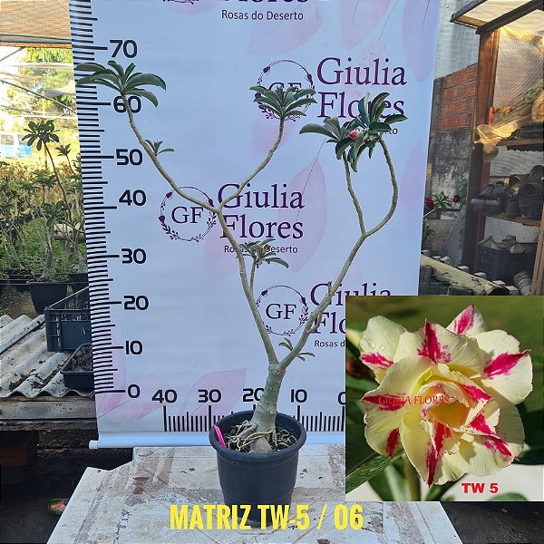 Planta Matriz Enxertada TW-5