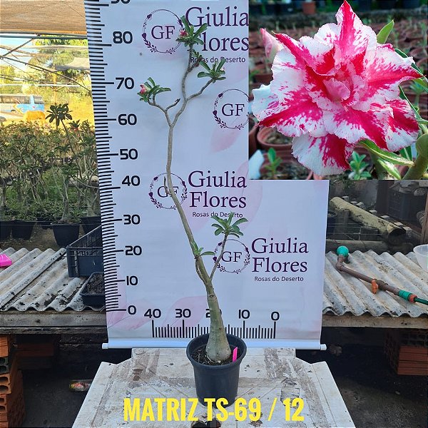 Planta Matriz Enxertada TS-69