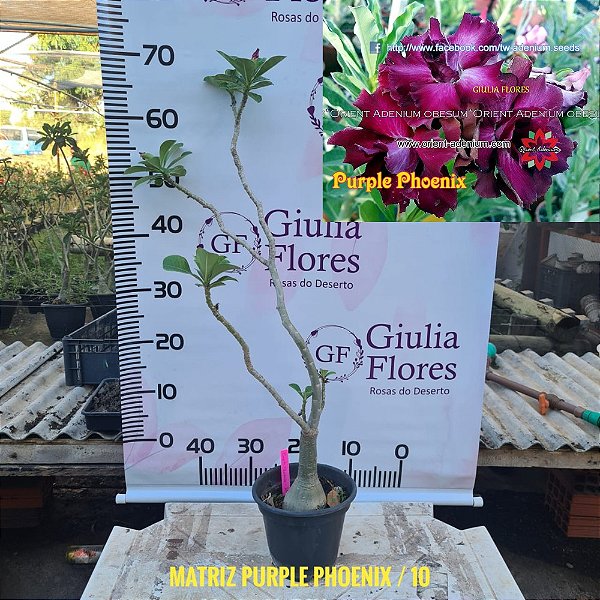 Planta Matriz Enxertada Purple Phoenix