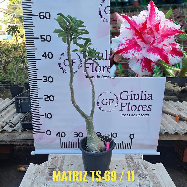Planta Matriz Enxertada TS-69