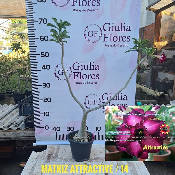 Planta Matriz Enxertada Attractive Roxa Tripla