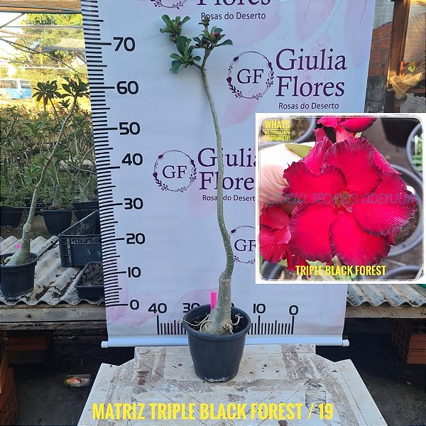 Planta Matriz Enxertada Triple Black Forest