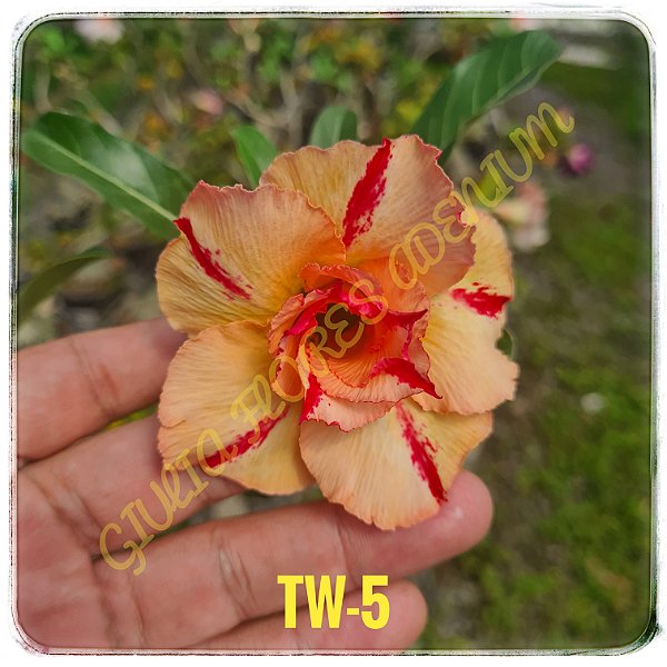 Rosa do Deserto Enxerto TW-5