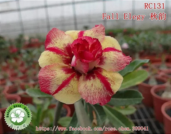 Rosa do Deserto Enxerto RC-131 Fall Elegy