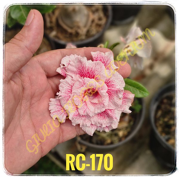 Rosa do Deserto Enxerto RC-170
