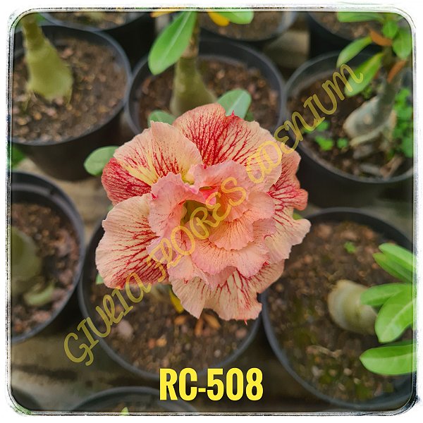 Rosa do Deserto Enxerto RC-508