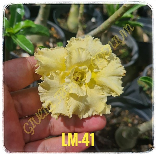 Rosa do Deserto Enxerto LM-41