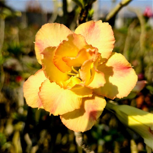 Rosa do Deserto Enxerto GF-100