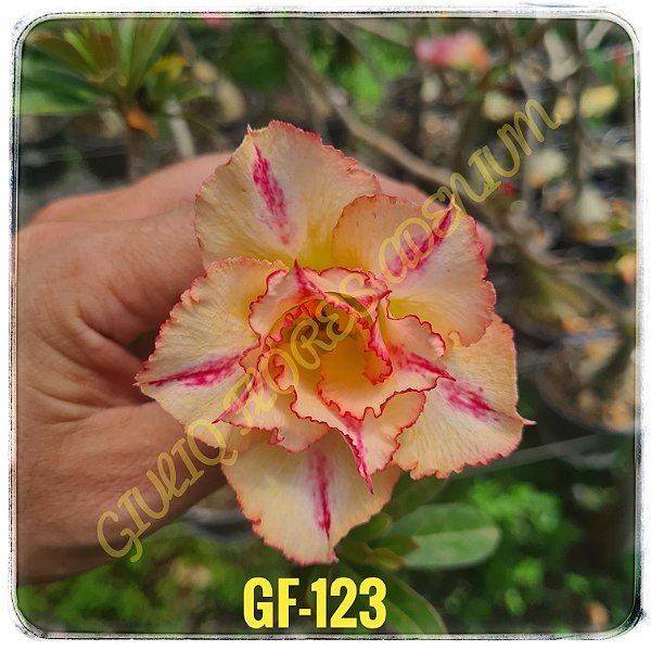 Rosa do Deserto Enxerto GF-123