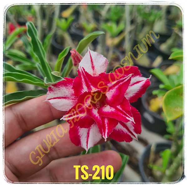 Rosa do Deserto Enxerto TS-210
