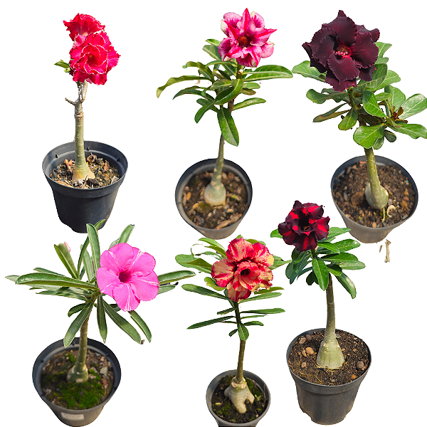 Kit de 5 Mudas de Enxertos Multipetalas Com Identificação