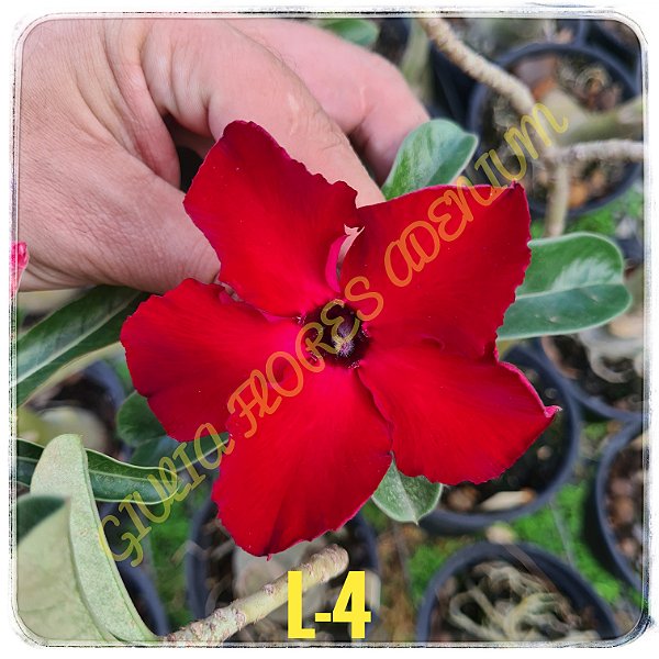 Rosa do Deserto Enxerto L-4 Vermelha
