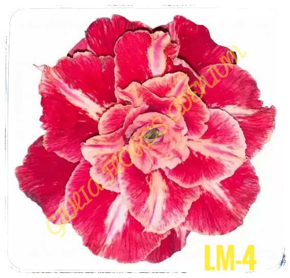 Rosa do Deserto Enxerto Lm-4