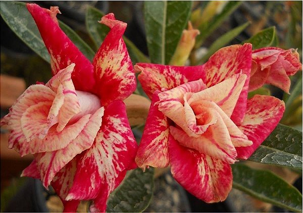 Rosa do Deserto Enxerto Lm-7