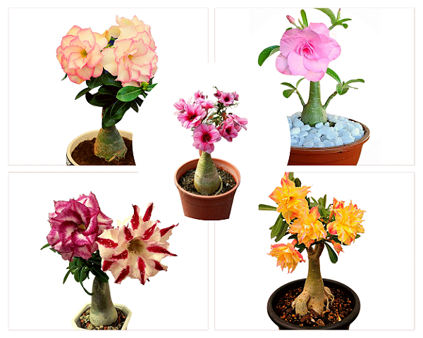 Kit de 5 Mudas de Enxertos Multipetalas Sortidas