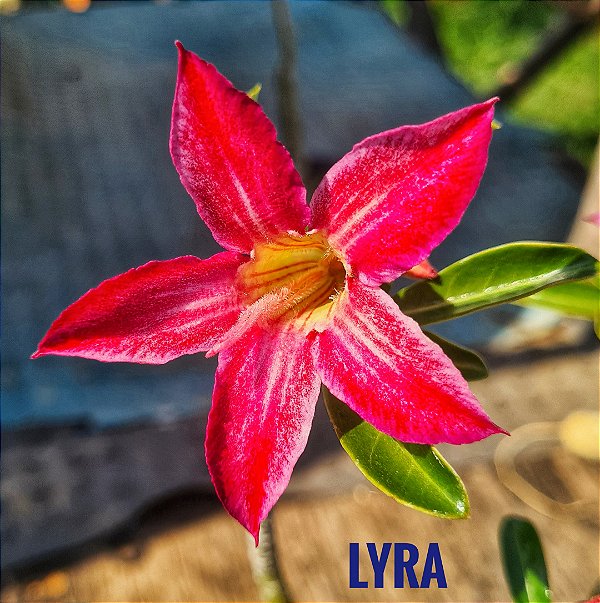 Rosa do Deserto Enxerto Estrela Lyra
