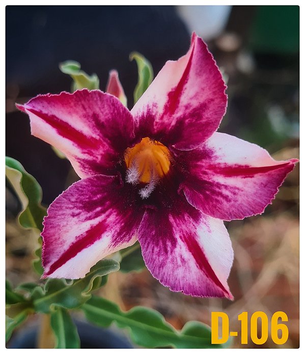 Rosa do Deserto Enxerto M-10