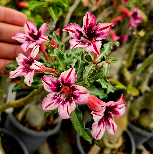 Rosa do Deserto Enxerto M-10 Muda Baby