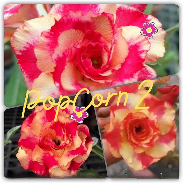 Rosa do Deserto Enxerto Popcorn 2