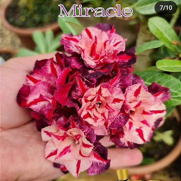 Rosa do Deserto Enxerto Miracle