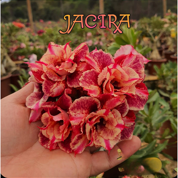 Rosa do Deserto Enxerto Jacira