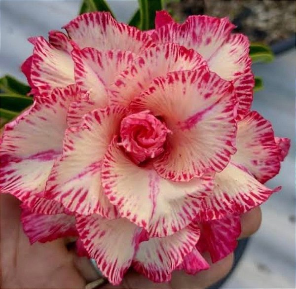 Rosa do Deserto Enxerto Filó