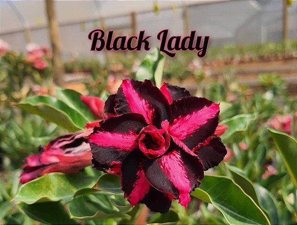 Rosa do Deserto Enxerto Black Lady