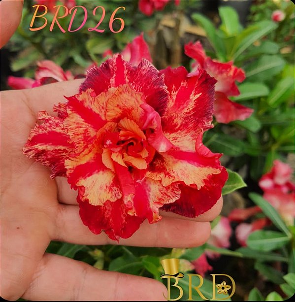 Rosa do Deserto Enxerto BRD 26
